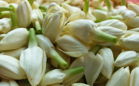 الفل اللحجي.. زهرة العطر والتراث الجنوبي الأصيل