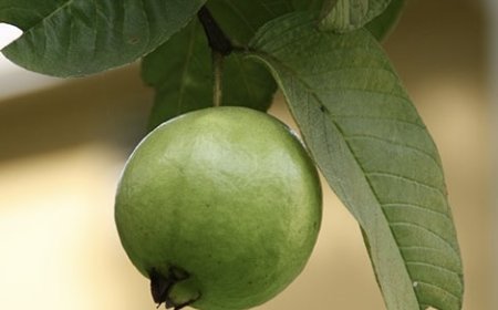 ورق الجوافة.. كنز طبيعي متعدد الفوائد بين الحقيقة والمبالغة