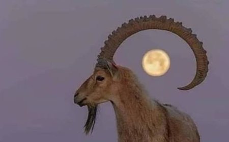 اتحاد منظمات المناخ الأخضر يؤيّد قرار منع صيد الوعول في مديريات حضرموت الشرقية