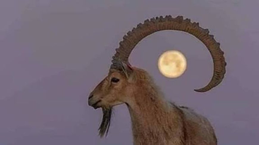 اتحاد منظمات المناخ الأخضر يؤيّد قرار منع صيد الوعول في مديريات حضرموت الشرقية