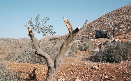 خسائر تُقدّر بـ 7 ملايين دولار.. وزارة الزراعة الفلسطينية توثق اقتلاع وتدمير 8 آلاف شجرة في الضفة الغربية في أسبوع واحد