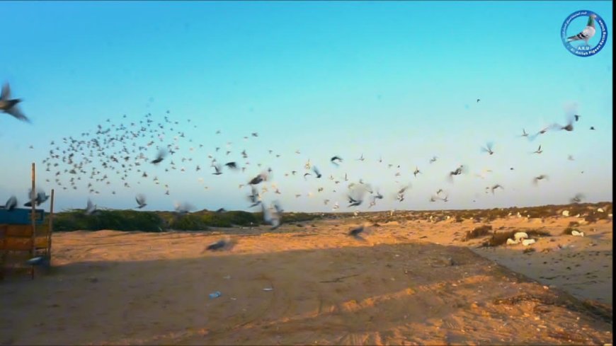 محافظة شبوة تشهد سباقًا تراثيًا للحمام الزاجل بروح التنافس والأصالة