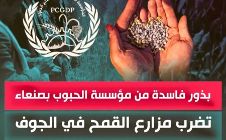 بذور فاسدة من مؤسسة الحبوب بصنعاء تضرب مزارع القمح في الجوف