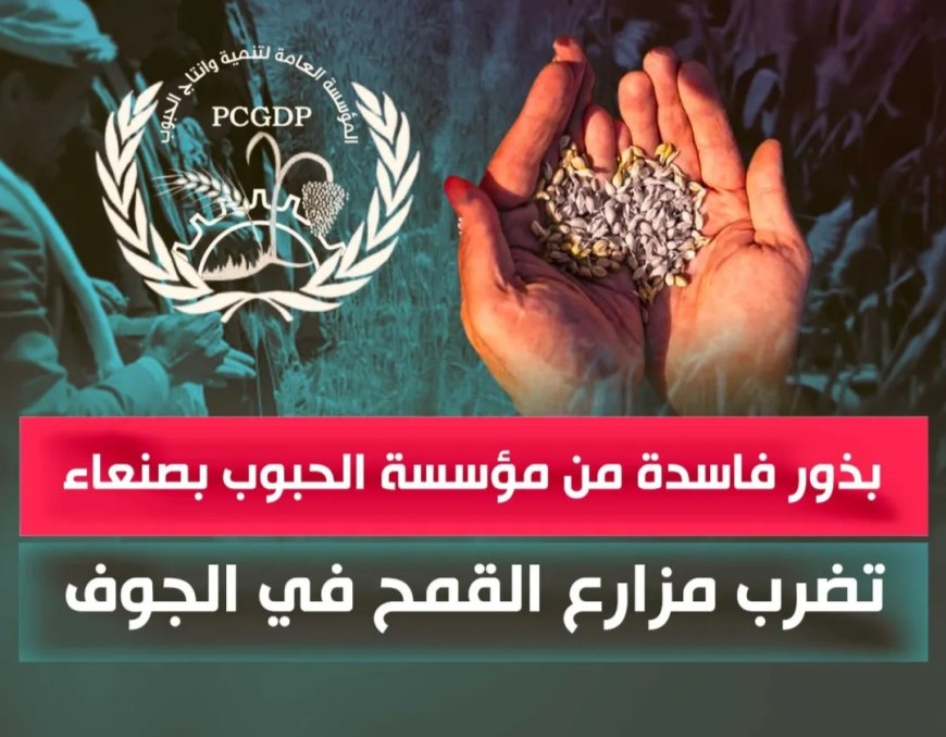 بذور فاسدة من مؤسسة الحبوب بصنعاء تضرب مزارع القمح في الجوف